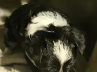 Chihuahua dogs Kumba SMALL/FLUFFY - Ad 14