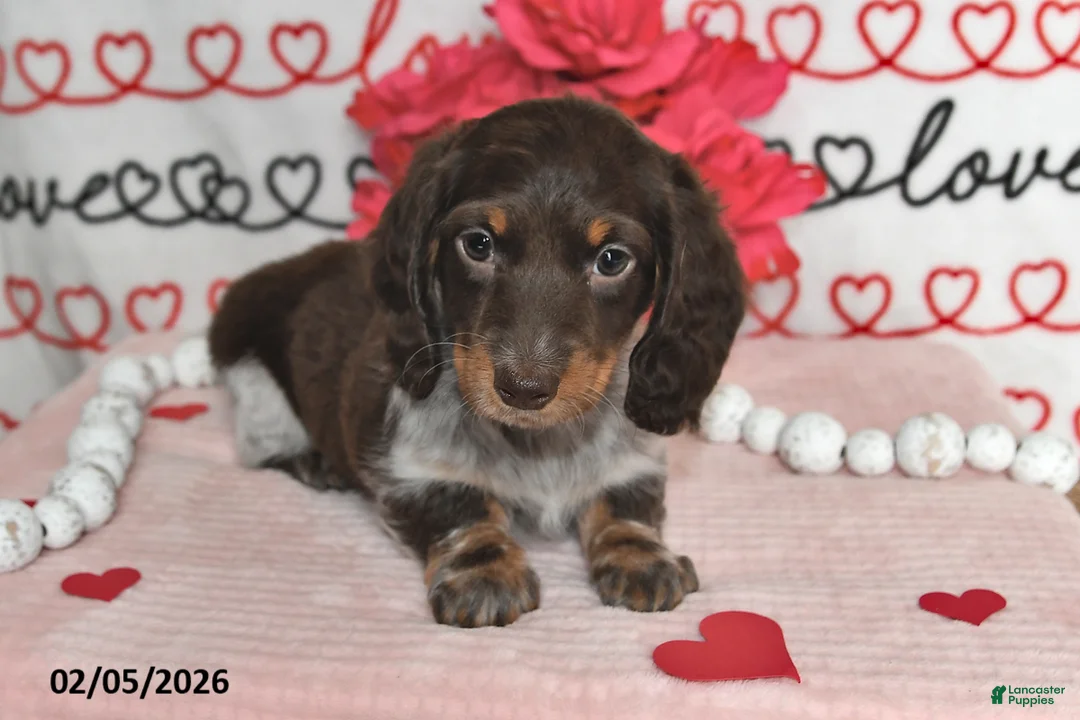 Miniature Dachshund dogs for sale: Melody - Ad 4