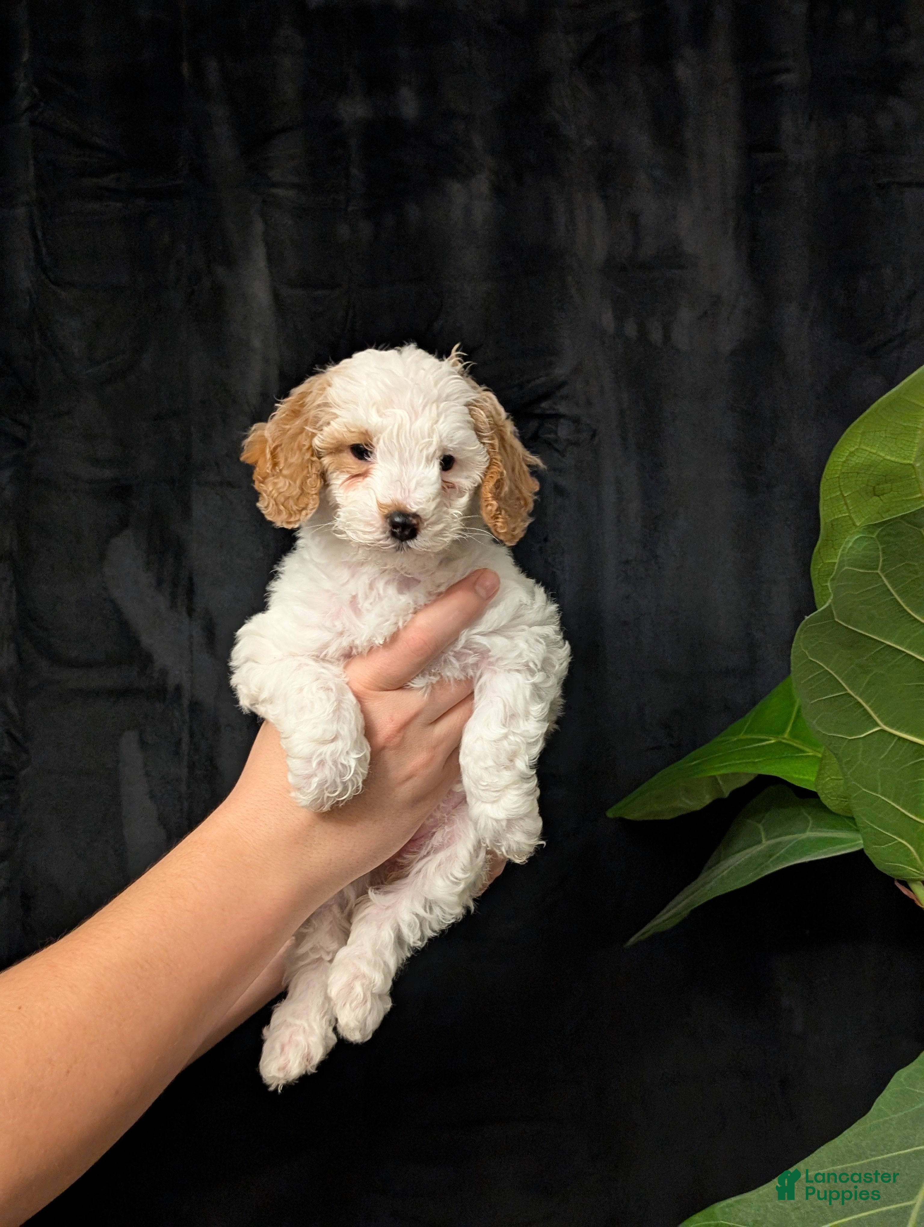 Cavapoo dogs Winter - Ad 1