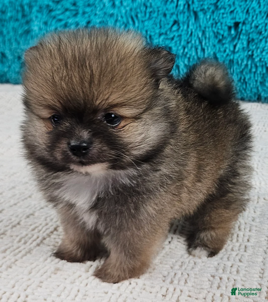 Pomeranian dogs for sale: Ginger - Ad 2