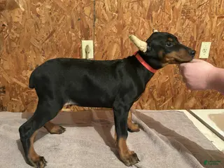 Doberman Pinscher dogs Black male orange collar - Ad 20