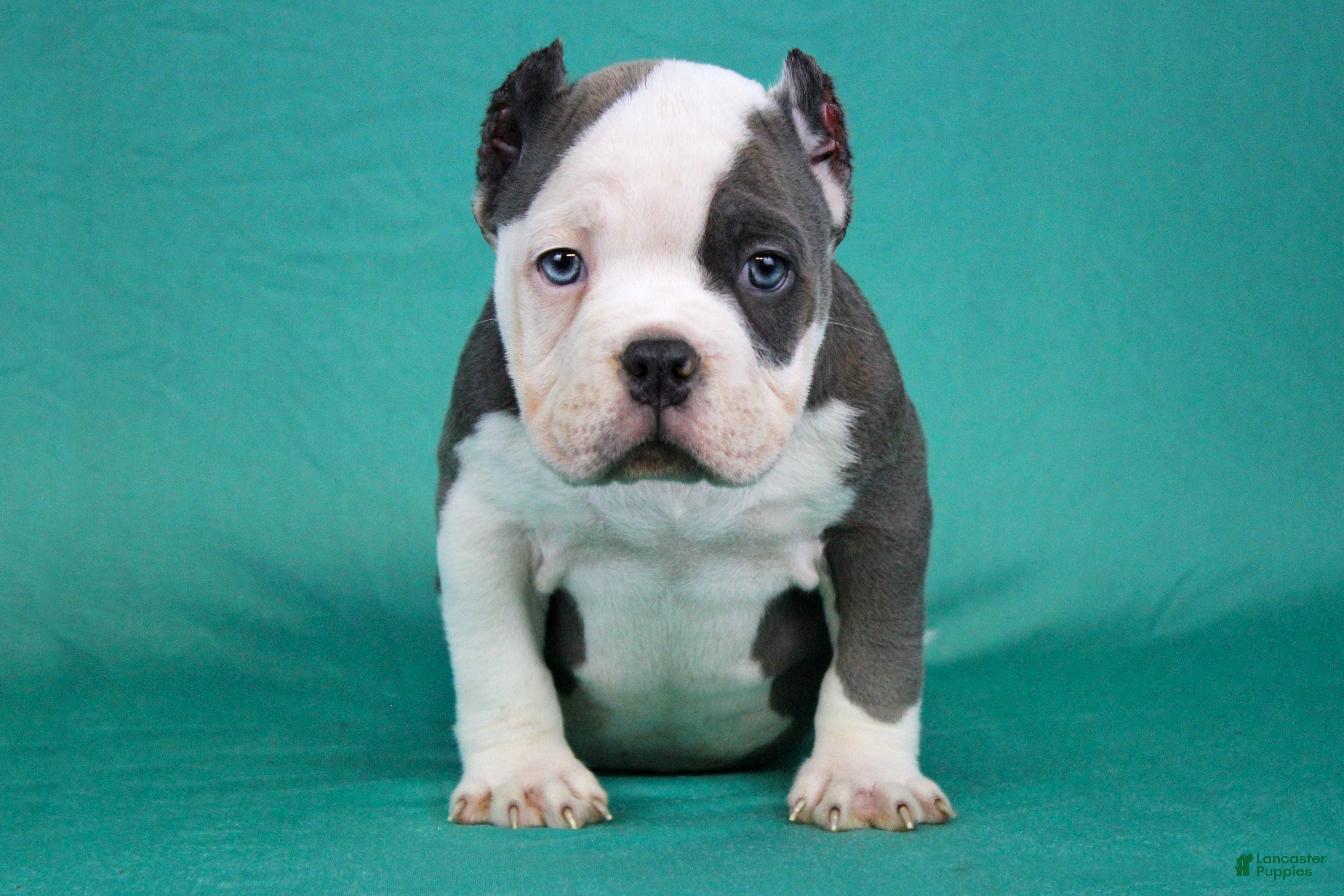 American Bully dogs White/Blue Male - Ad 1