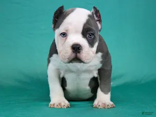 American Bully dogs White/Blue Male - Ad 1