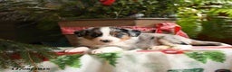 Australian Shepherd dogs for sale: Affinity - Ad 3
