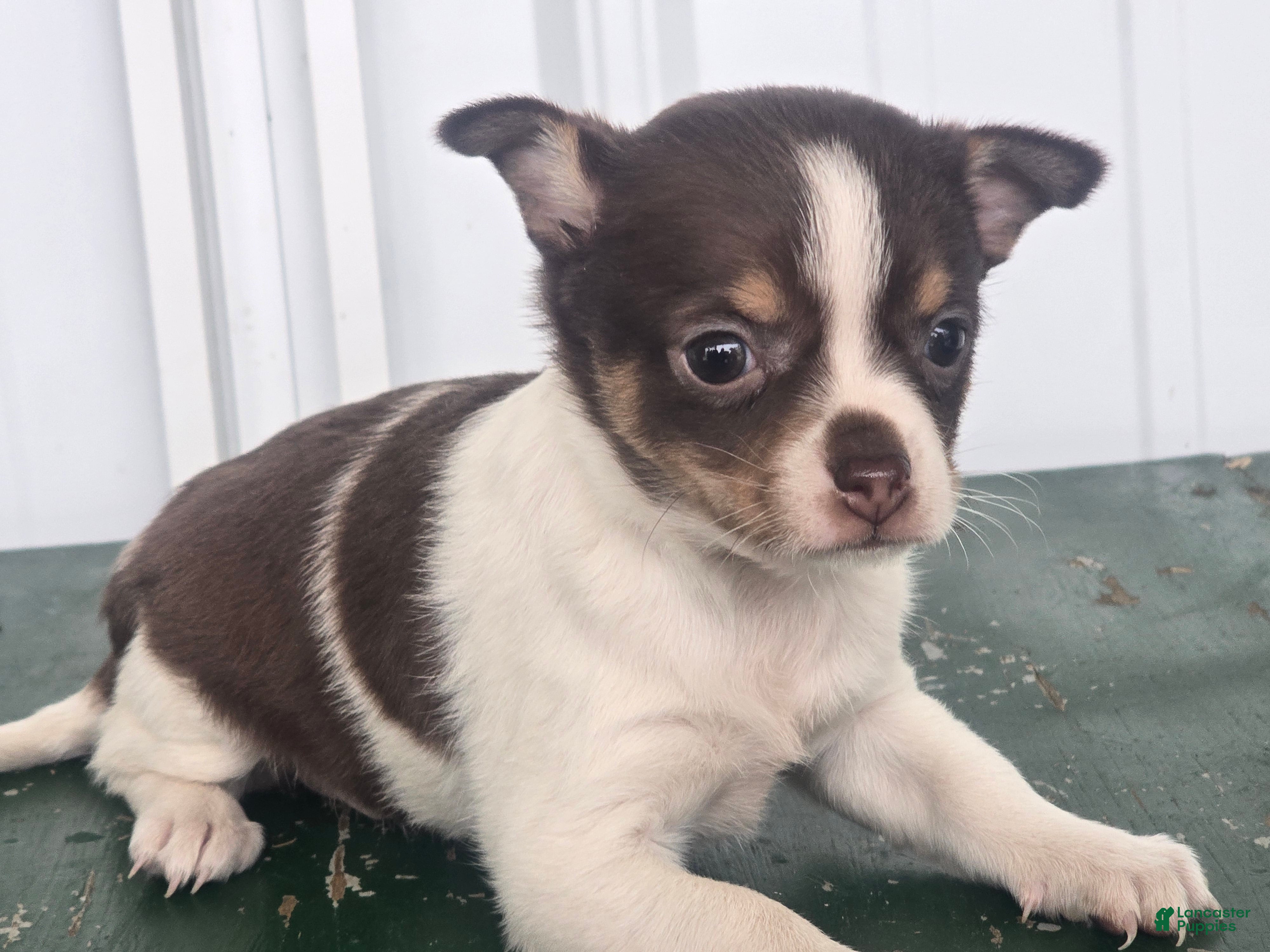 Chihuahua dogs Chihuahua Puppy 1 - Ad 1