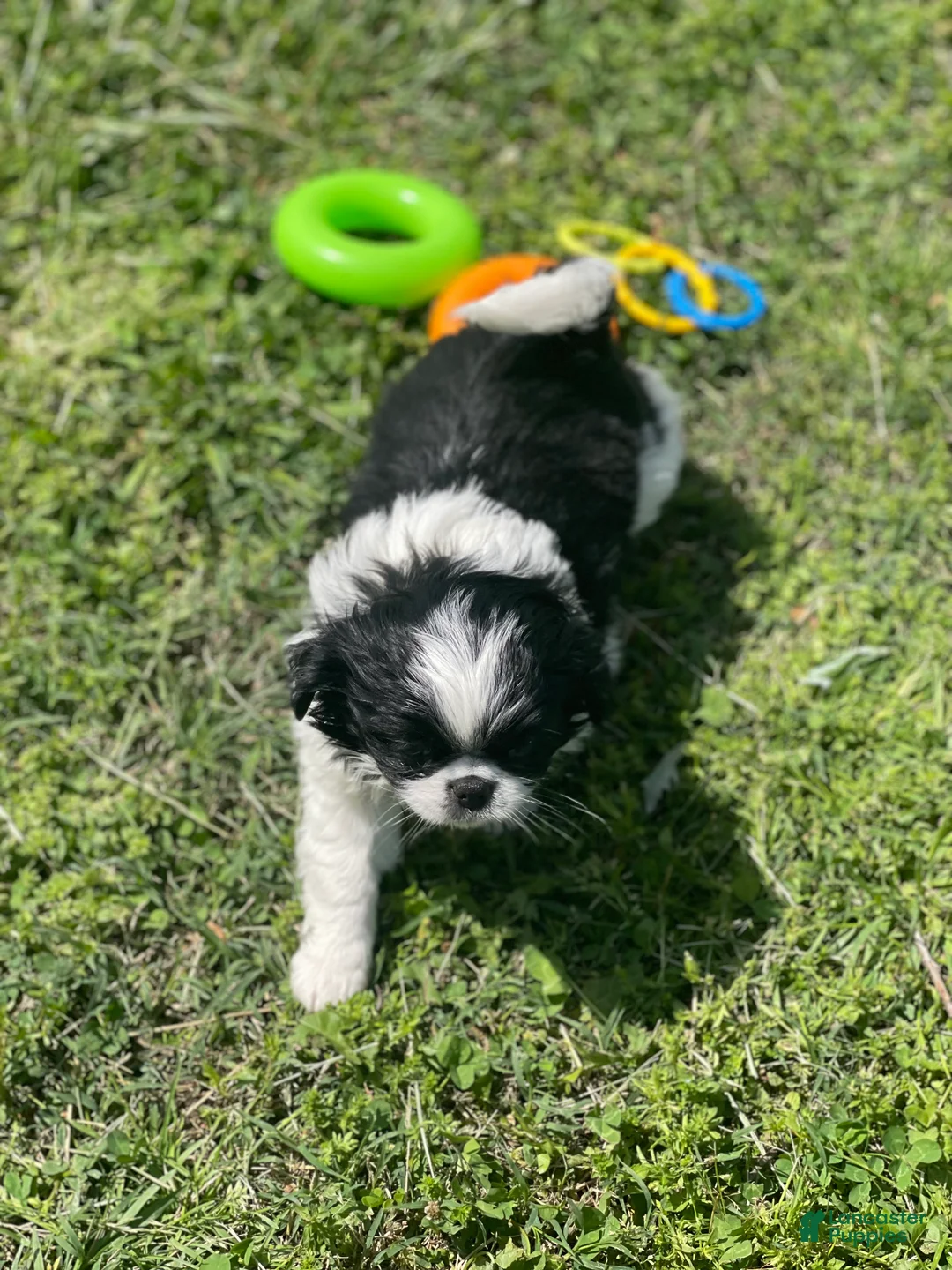 Japanese Chin dogs for sale: Japanese Chin Puppy 12 - Ad 3