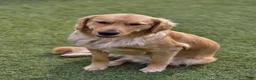 Golden Retriever dogs for sale: Orange collar - Ad 7