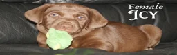 Labradoodle dogs for sale: OCEAN - Ad 9