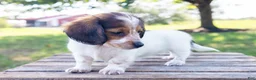 Miniature Dachshund dogs for sale: Miniature Dachshund 5 - Ad 10