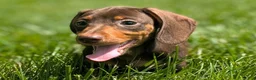 Miniature Dachshund dogs for sale: Comet - Ad 3