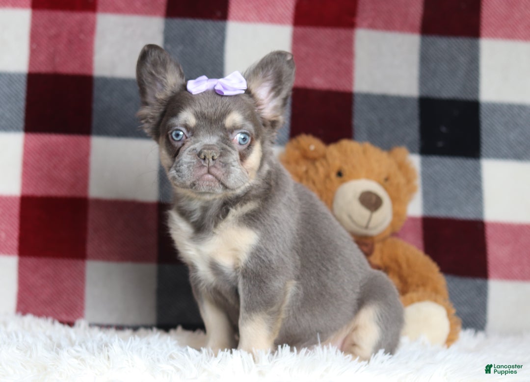 French Bulldog dogs for sale: Miranda - Ad 1