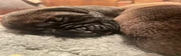 English Mastiff dogs for sale: English Mastiff 1 - Ad 7