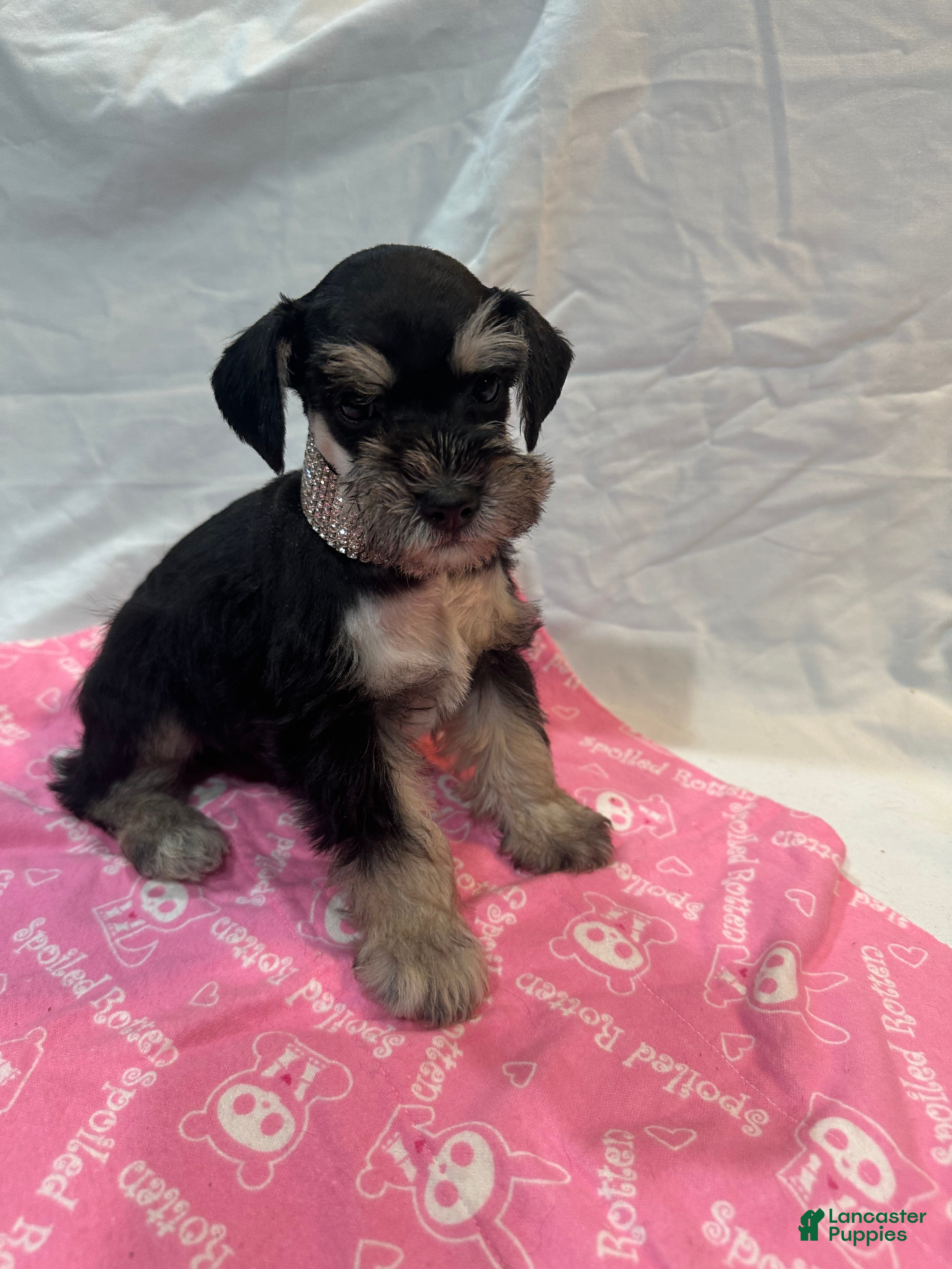 Miniature Schnauzer dogs Ellie - Ad 1