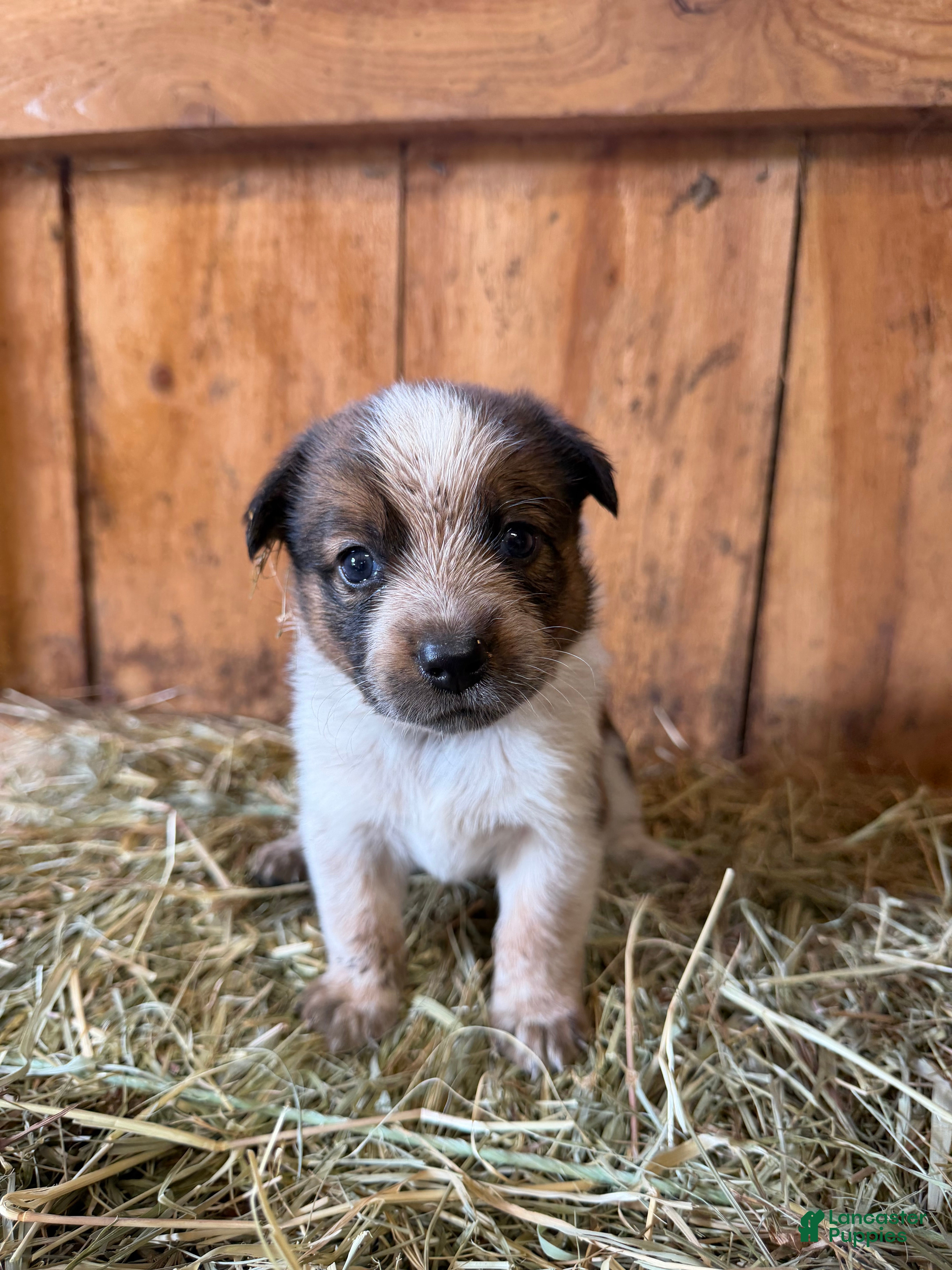 Mixed Breed dogs Lily - Ad 7