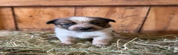 Mixed Breed dogs for sale: Lily - Ad 1