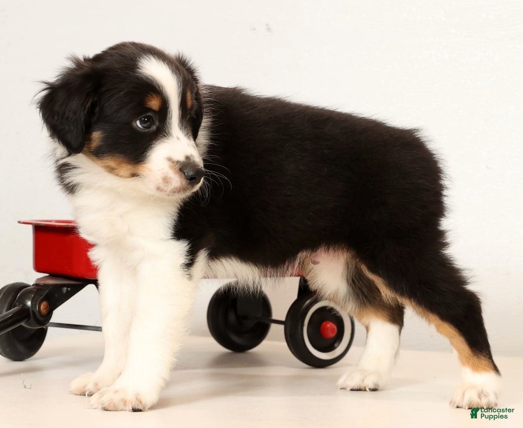 Miniature Australian Shepherd dogs for sale: Ryder - Ad 9