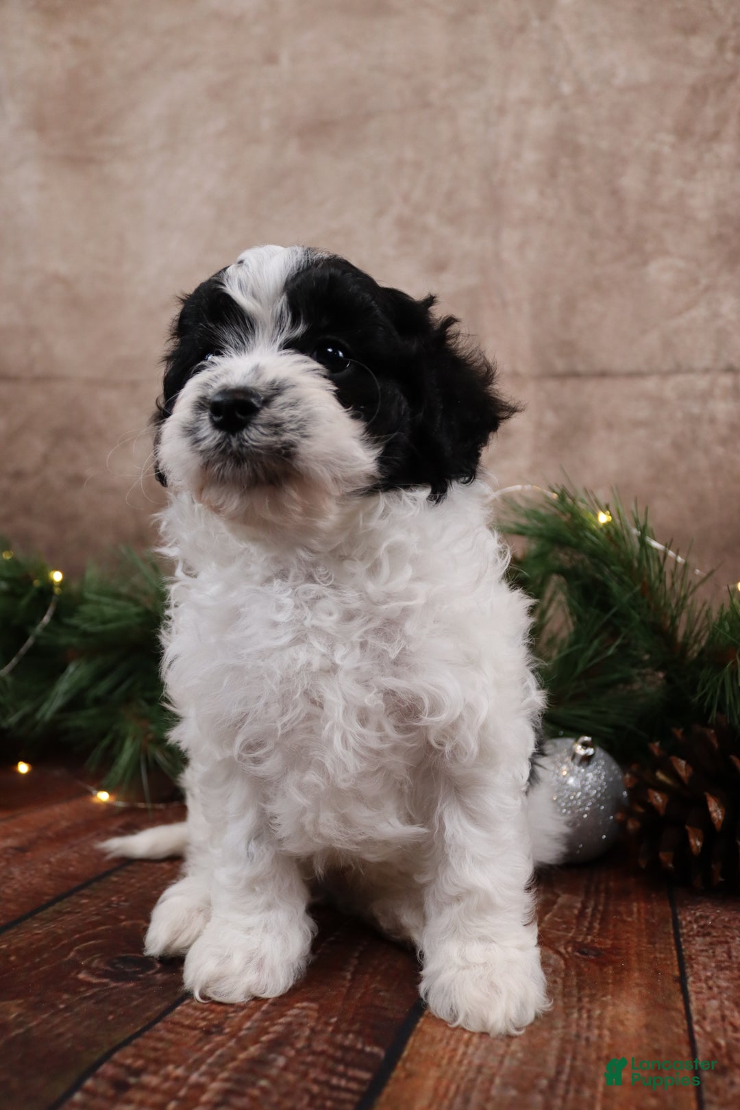 Cavapoo dogs for sale: Jack - Ad 4