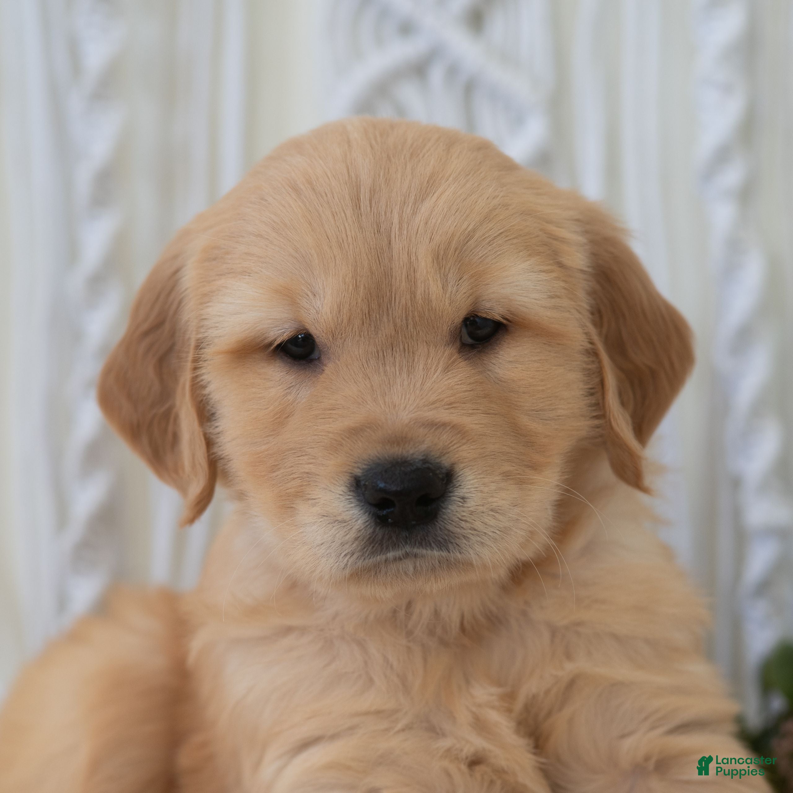 Golden Retriever dogs Sid  - Ad 2
