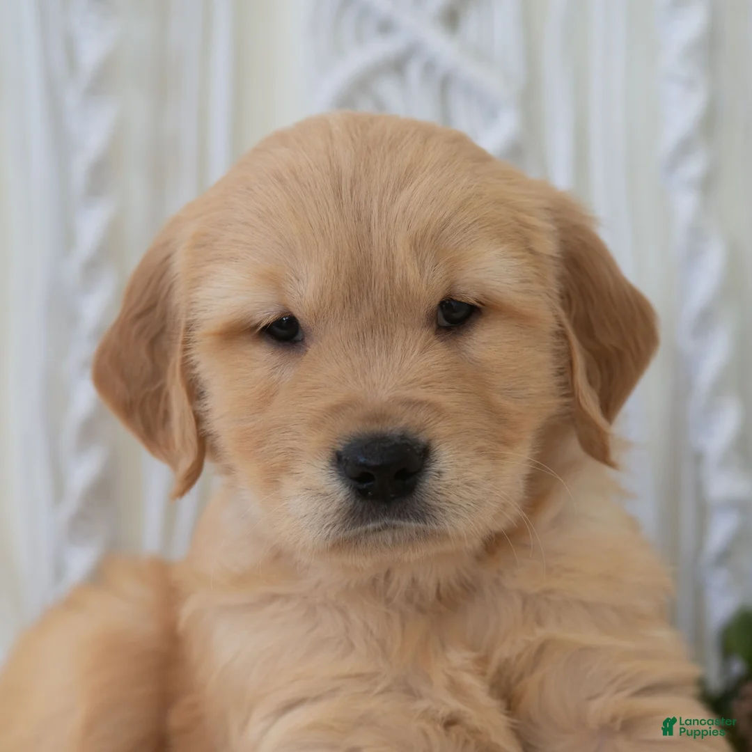 Golden Retriever dogs for sale: Sid  - Ad 2