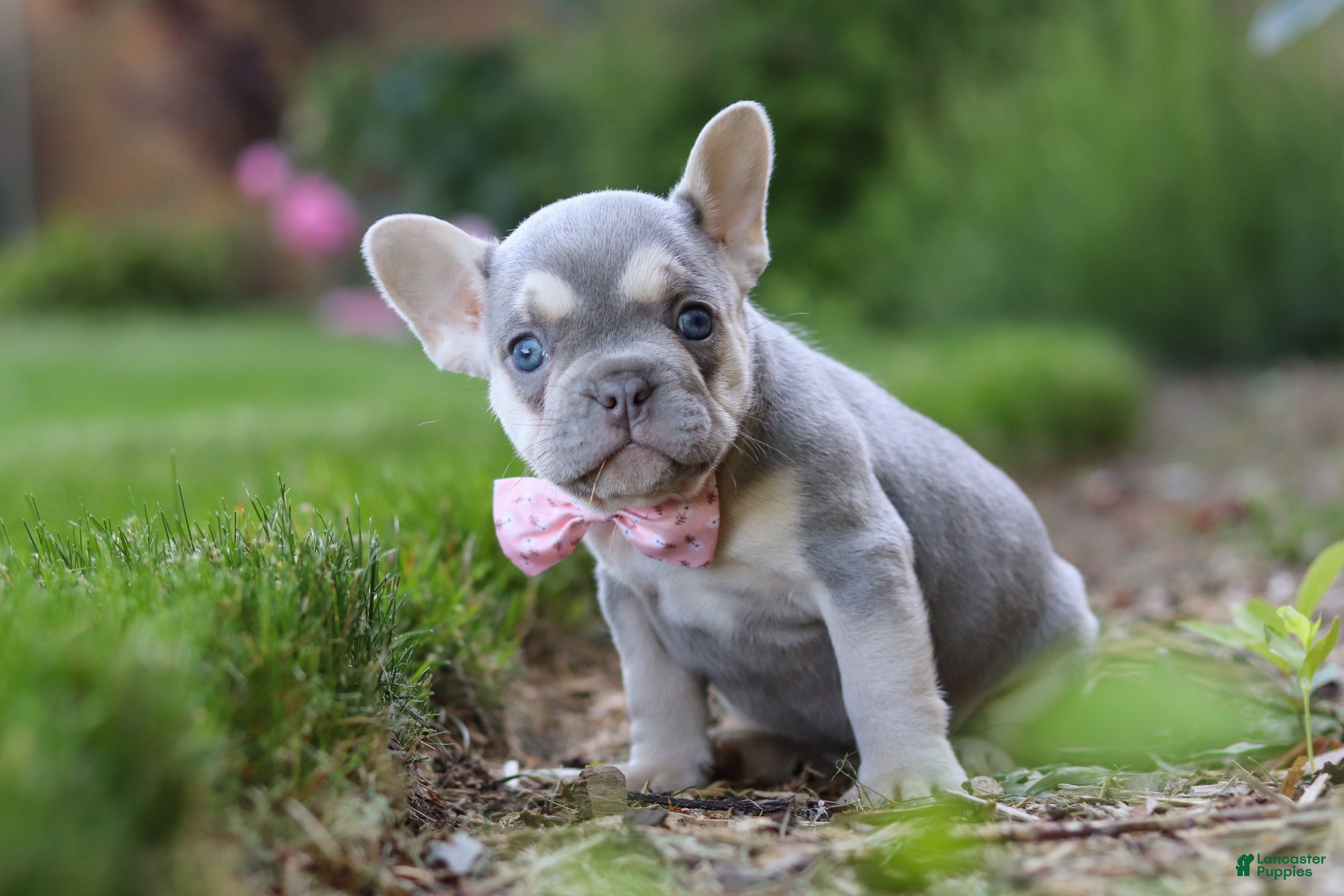 French Bulldog dogs for sale: Poppy - Ad 3