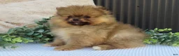 Pomeranian dogs for sale: Peanut 🩵🐾 - Ad 4