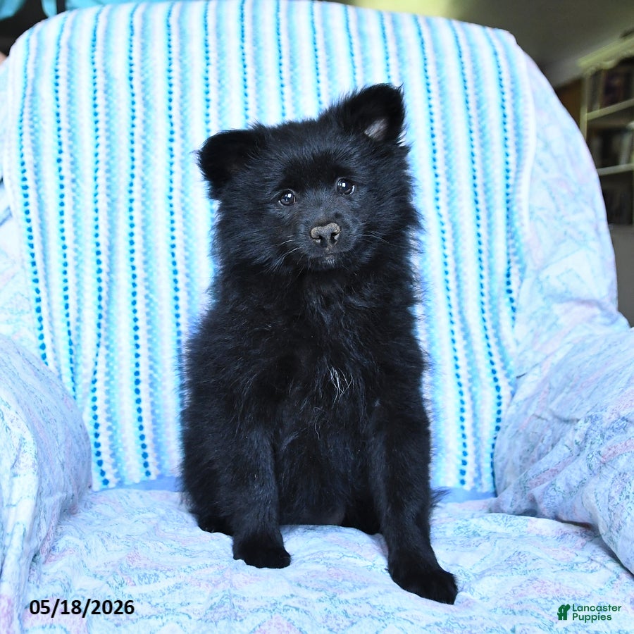 Pomsky dogs Misty - Ad 2