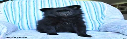Pomsky dogs for sale: Misty - Ad 7