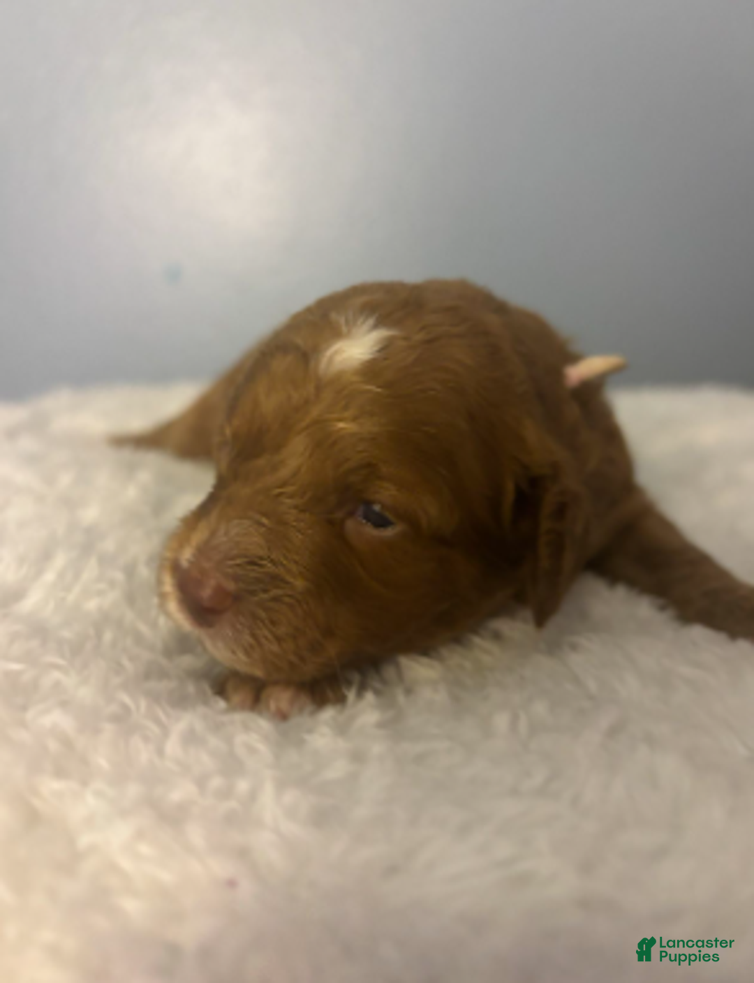 Cavapoo dogs for sale: Tinsel - Ad 2