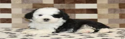 Mini Bernedoodle dogs for sale: Kelsey - Ad 2