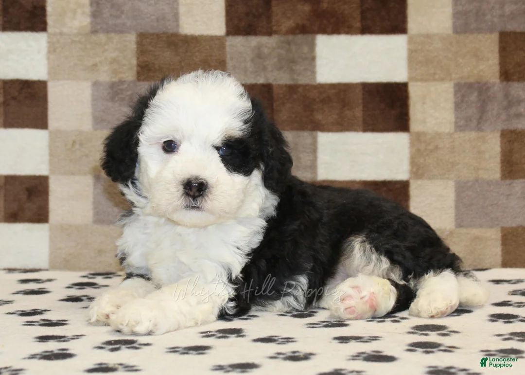 Mini Bernedoodle dogs for sale: Kelsey - Ad 2