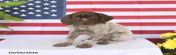 German Shorthaired Pointer dogs for sale: Trudy - Ad 4