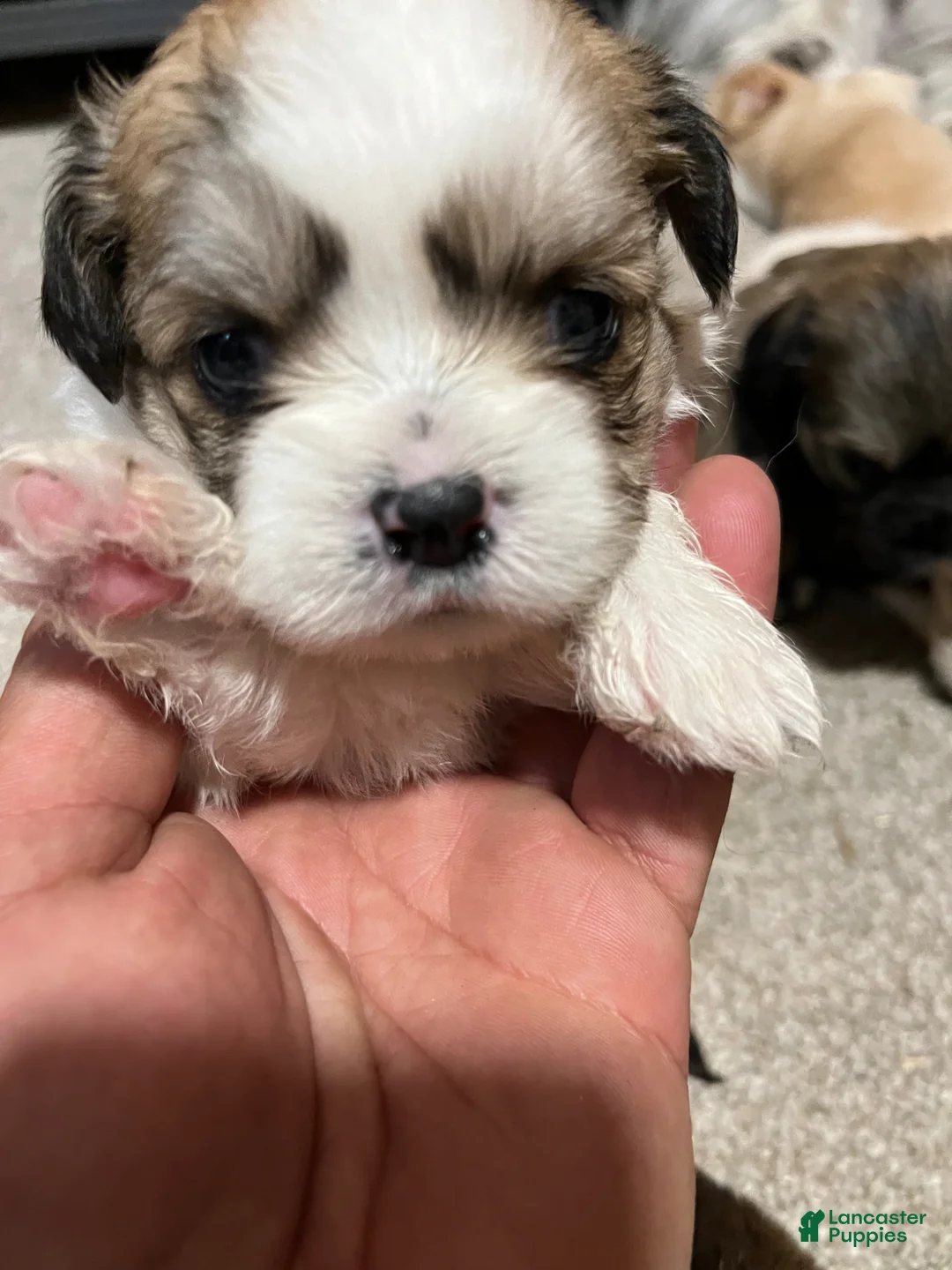 Havanese dogs for sale: Havanese Puppy 6 - Ad 1