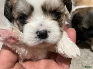 Havanese dogs Havanese Puppy 6 - Ad 10