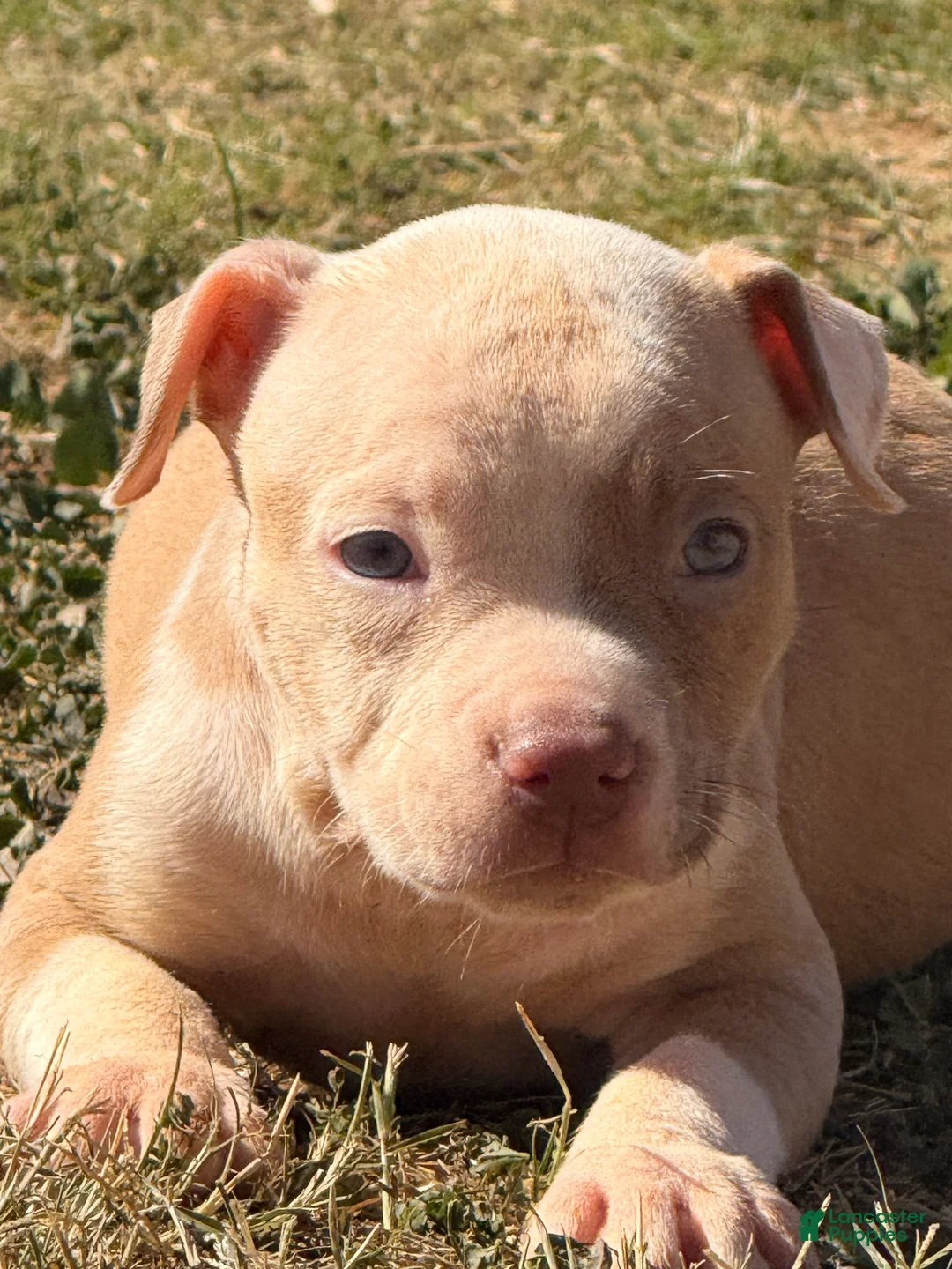 American Bully dogs for sale: American Bully Puppy 1 - Ad 2