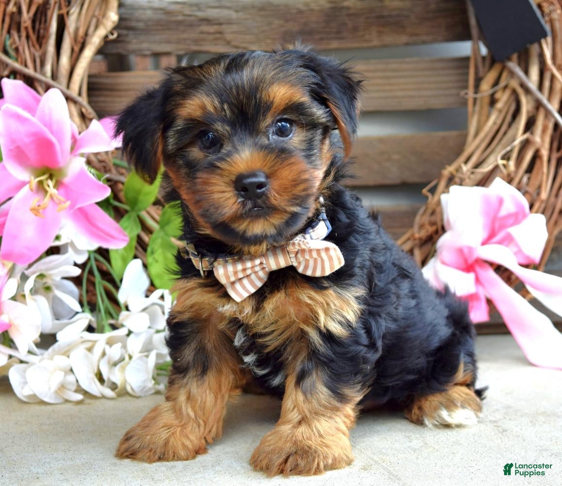 Yorkshire Terrier dogs Chase - Ad 1