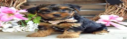 Yorkshire Terrier dogs for sale: Chase - Ad 1