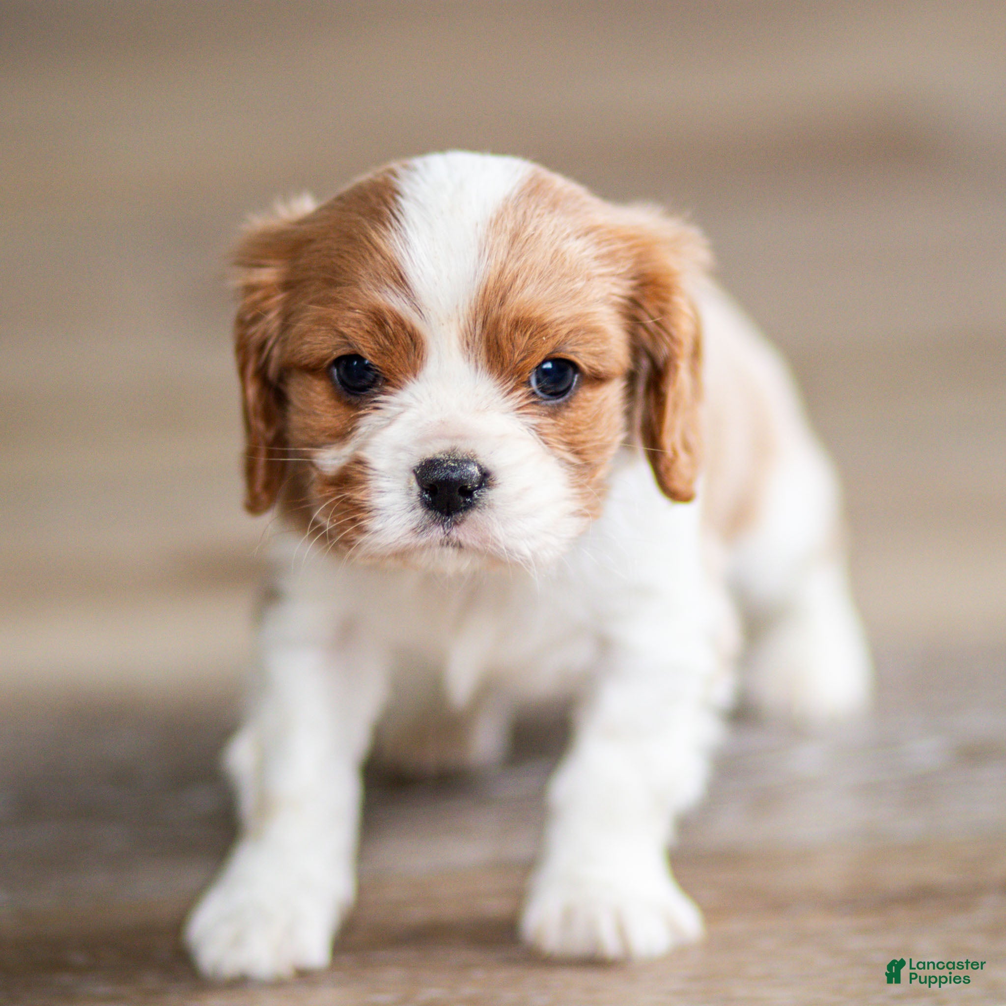 Cavalier King Charles Spaniel dogs Titen Cavalier King Charles Spaniel Puppy  - Ad 1