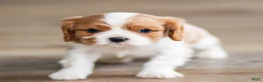 Titen Cavalier King Charles Spaniel Puppy 