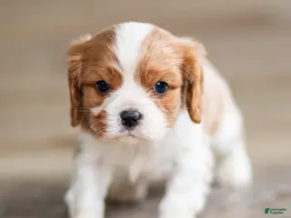 Cavalier King Charles Spaniel dogs for sale: Titen Cavalier King Charles Spaniel Puppy - Ad 3