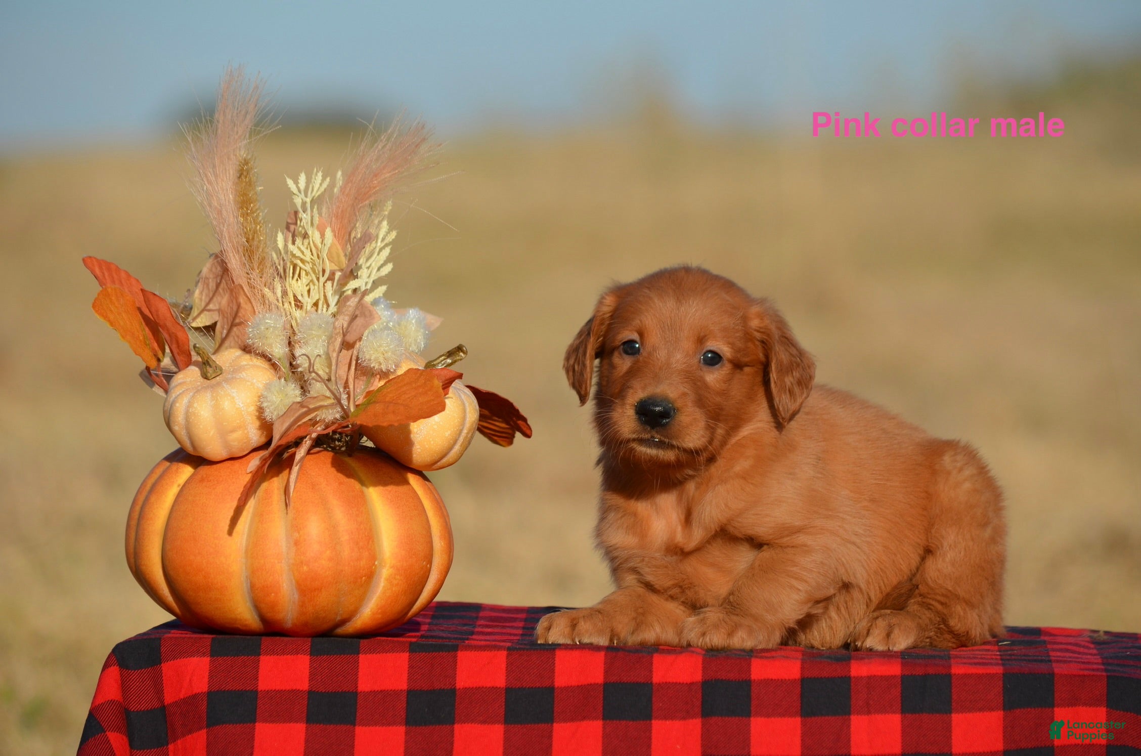 Golden Retriever dogs Kody - Ad 2