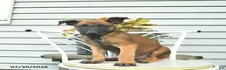Belgian Malinois dogs for sale: Happy - Ad 3