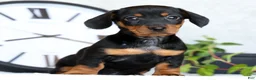 Miniature Dachshund dogs for sale: Fern - Ad 5