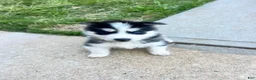 Siberian Husky dogs for sale: Tank - Ad 1