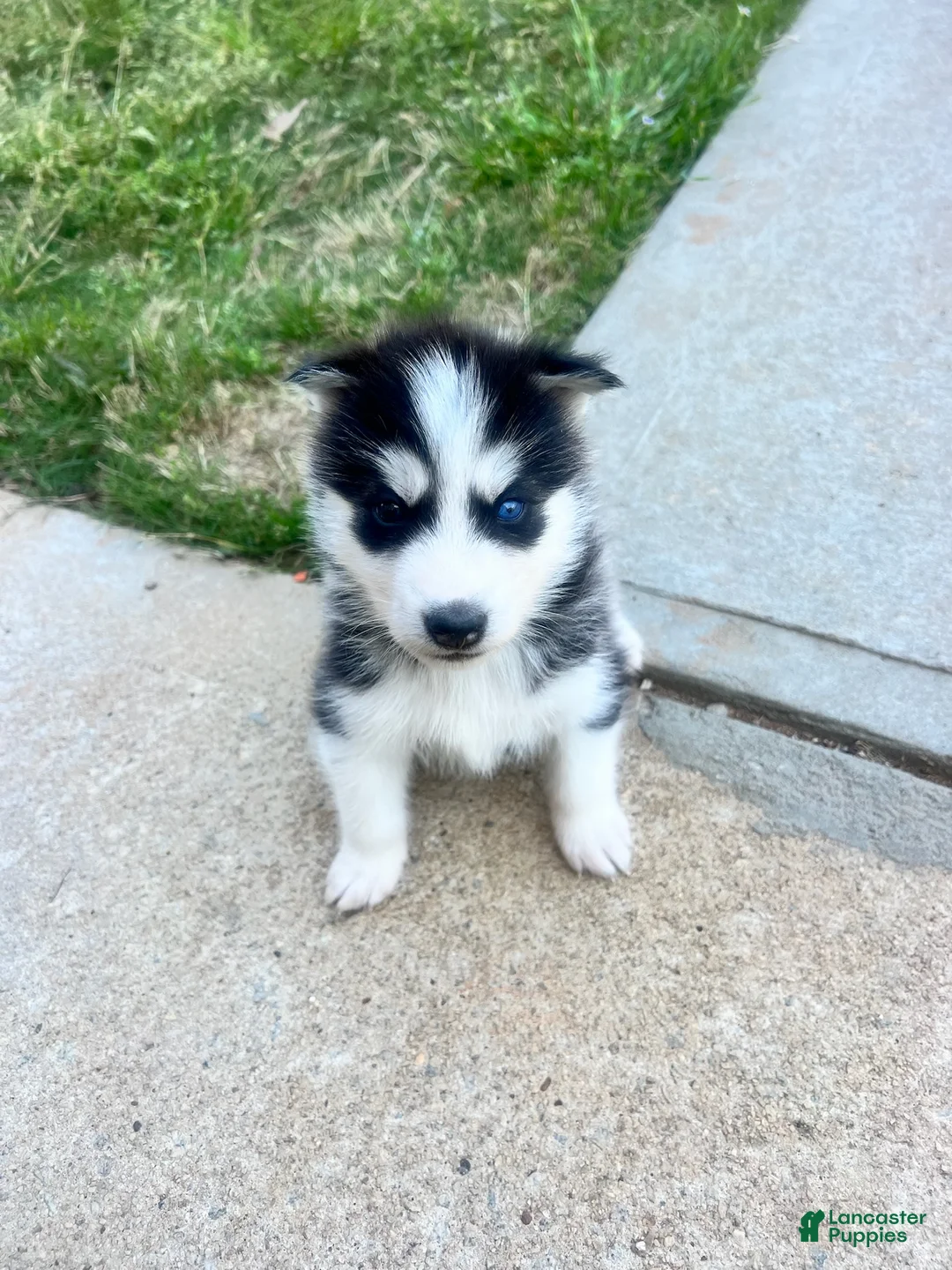 Siberian Husky dogs for sale: Tank - Ad 1