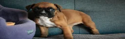 Boxer dogs for sale: Callie - Ad 4