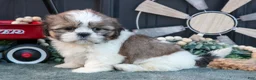 Shih Tzu dogs for sale: Melanie - Ad 2
