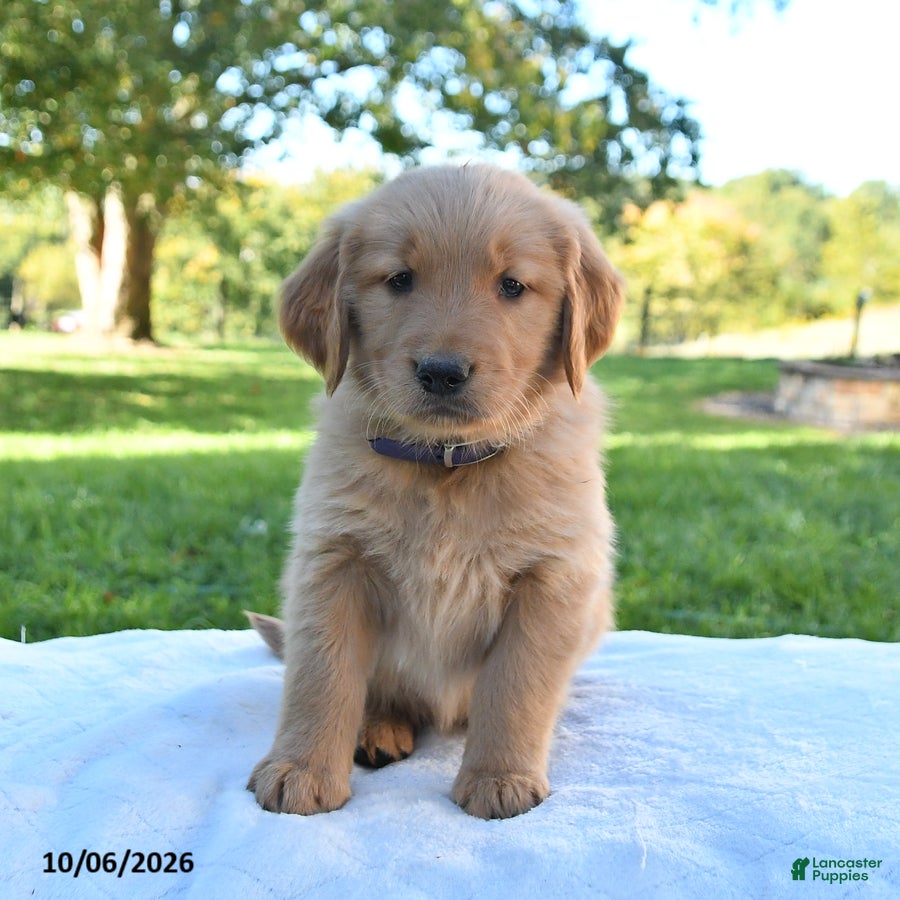 Golden Retriever dogs Autumn - Ad 2