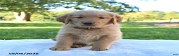 Golden Retriever dogs for sale: Autumn - Ad 2