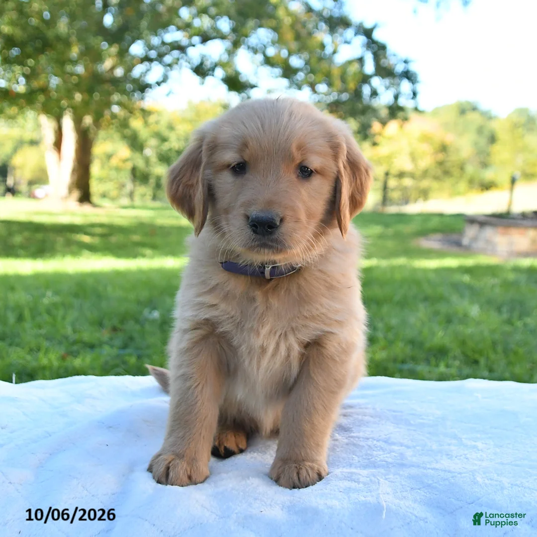 Golden Retriever dogs for sale: Autumn - Ad 2