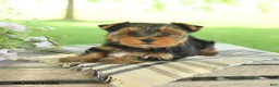 Yorkshire Terrier dogs for sale: Hope - Ad 3